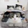 American Wirehair Kissan Pussilakana